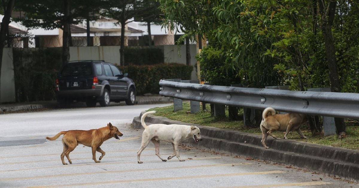Budak lelaki dua tahun maut diserang anjing liar